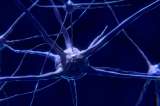 El cerebro podría generar nuevas células nerviosas hasta la vejez