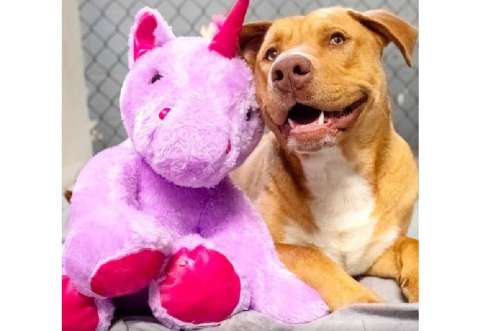 Sisu, el perrito sin hogar que robó un peluche cinco veces hasta que se lo compraron