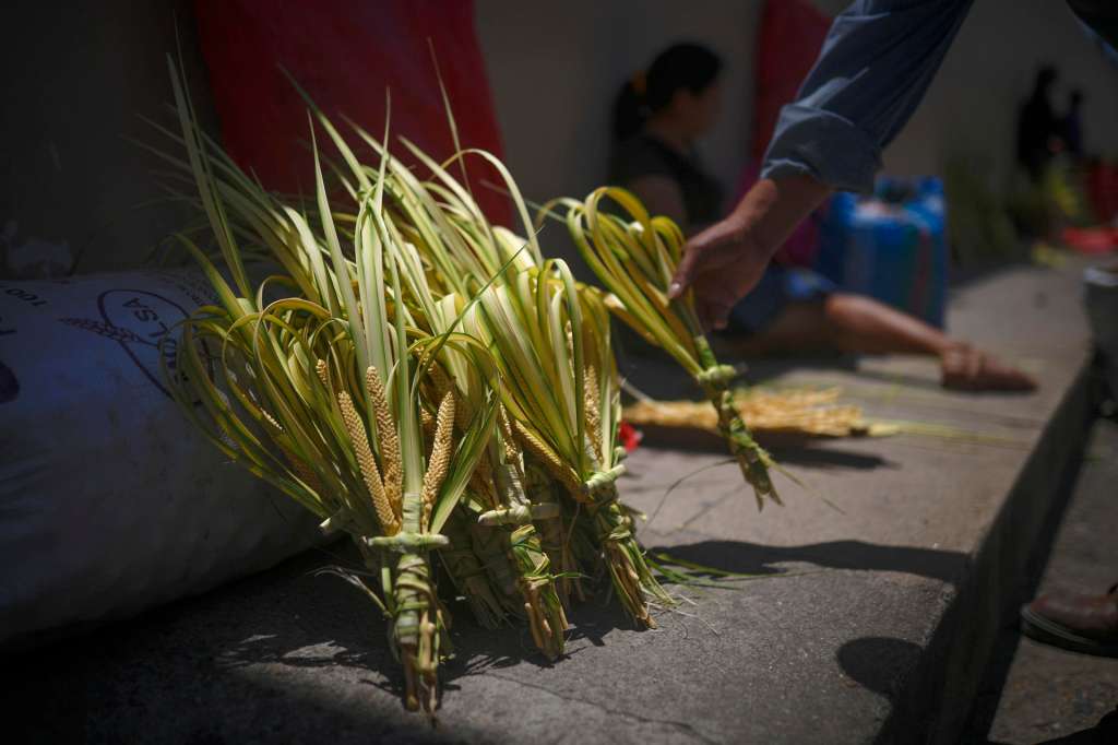 ACOMPAÑA CRÓNICA: HONDURAS SEMANA SANTA AME8551. COMAYAGÜA (HONDURAS), 12/04/2025.- Un campesino vende ramos de palma en la víspera del Domingo de Ramos, que marca el inicio de la Semana Santa este viernes, en la entrada de la Catedral de la Inmaculada Concepción en Comayagüa (Honduras). La pintoresca ciudad de Comayagüa, en el corazón de Honduras, se prepara para la Semana Santa entre tradiciones y modernidad: mientras los humildes campesinos arreglan los característicos ramos de palma, los más jóvenes innovan con la creación de grafiteadas alfombras de serrín. EFE/ Bienvenido Velasco