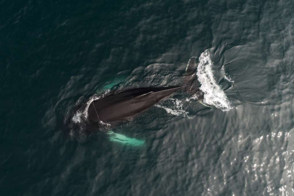 ¿Por qué Islandia le pone fin a la caza de ballenas?