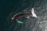 Una ballena puede llegar a ingerir más de 3 millones de microplásticos diarios