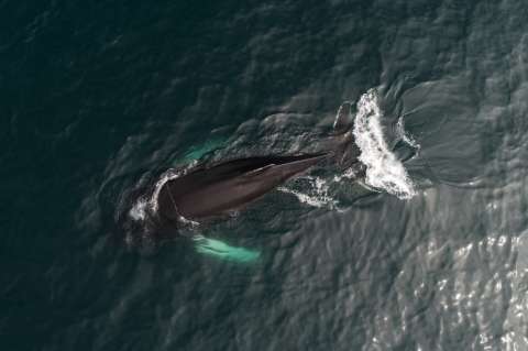 ¿Por qué Islandia le pone fin a la caza de ballenas?