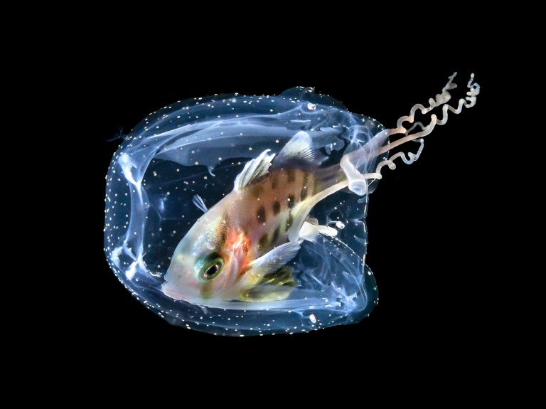 Jurel juvenil escondido en una medusa de en Lembeh, Indonesia.