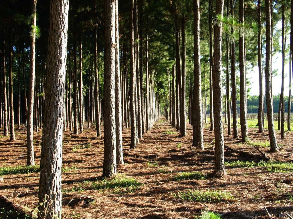 Bosque Refocosta.