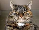Los tipos de personas que no les caen bien a los gatos