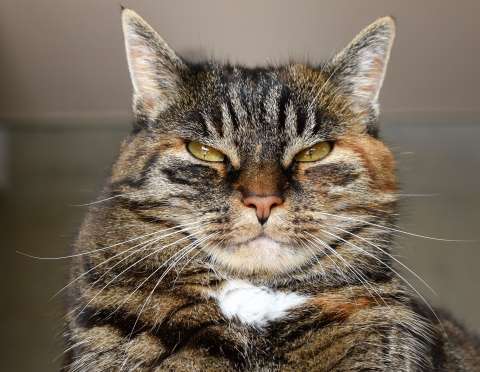 ¿Por qué mi gato me muerde cuando lo acaricio?