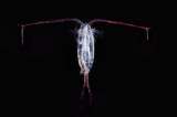Una especie de plancton tóxico prefiere crecer en microplásticos