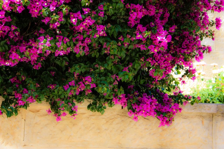 Planta de curazao, la buganvilia que no sabía que necesitaba