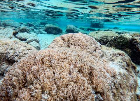 El coral que asfixia arrecifes en Venezuela y amenaza el Caribe