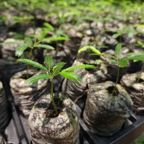 Sembrar árboles sin conocer su origen puede perjudicar la biodiversidad, ¿por qué?