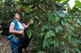 Caficultoras colombianas ganan presencia en medio de brechas de género y financiamiento