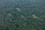 ¿Cómo le fue a la Amazonia colombiana en el último informe de deforestación?