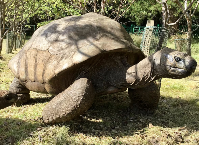 ¡Feliz cumpleaños 190! al animal terrestre vivo más antiguo del mundo