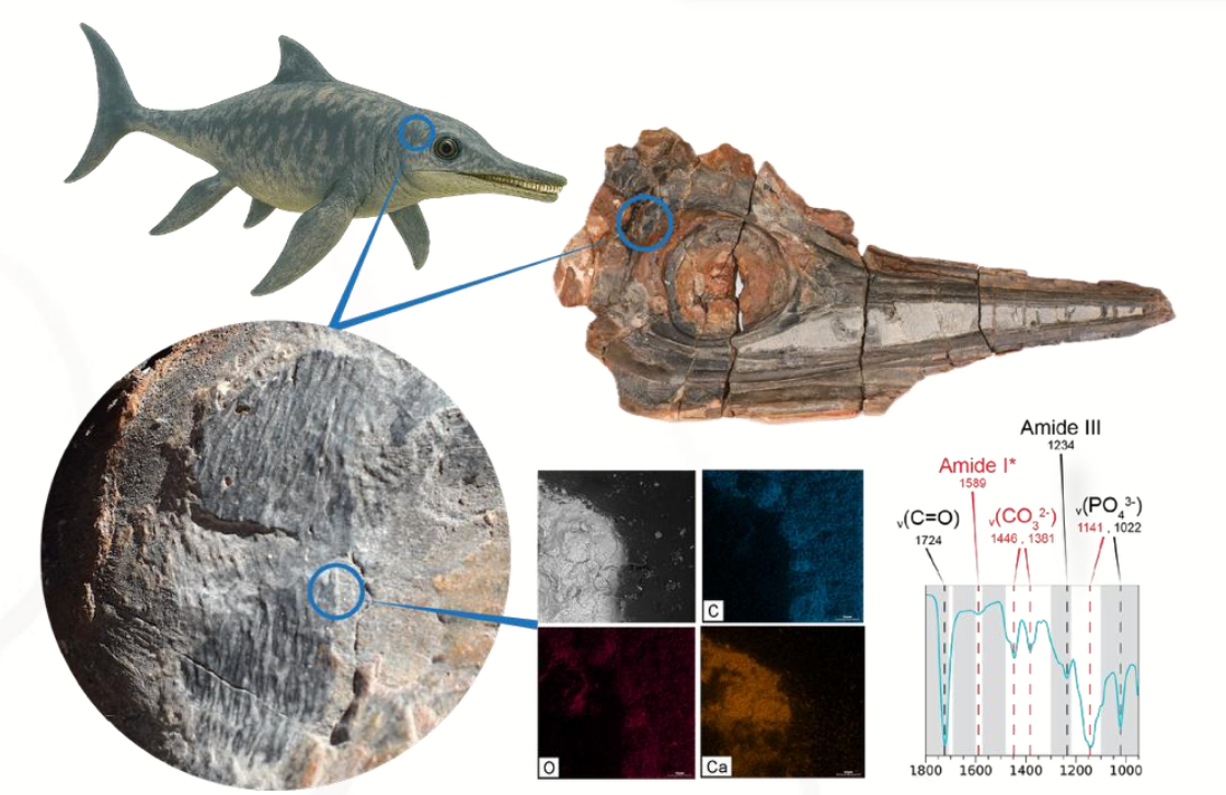 Para analizar el fósil, los científicos utilizaron diversas herramientas modernas como microscopios ópticos y electrónicos.