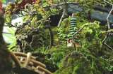 Esta semana arranca la Exposición de Bonsáis 2019, en el Jardín Botánico de Bogotá