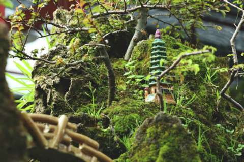 Esta semana arranca la Exposición de Bonsáis 2019, en el Jardín Botánico de Bogotá