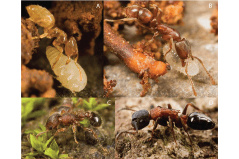 Insectos que viven en islas sufren mayor declive: este es el caso de las hormigas de Fiyi