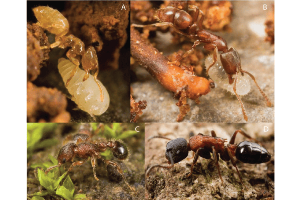Una pequeña selección de las especies encontradas por el equipo en Fiji. A) Acropyga sp. FJ02 (endémico) portador de cochinilla. B) Larva portadora de Hypoponera eutrepta (endémica). C) Tetramorium lanuginosum (introducido). D) Colobopsis dentata (endémica).