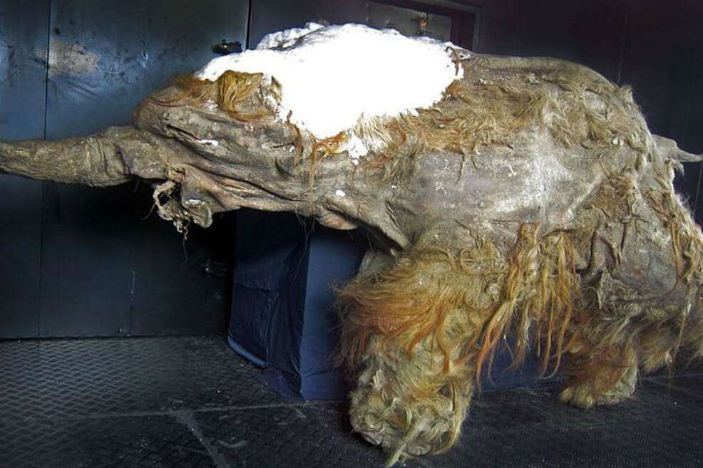 Yuka, un mamut bebé, fue hallado en 2011 perfectamente preservado en el permafrost de Siberia.
/ Cyclonaut- Wikicommons
