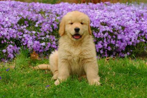 ¿Cuántos años vive un perro? Estos son algunos datos sobre tu mascota
