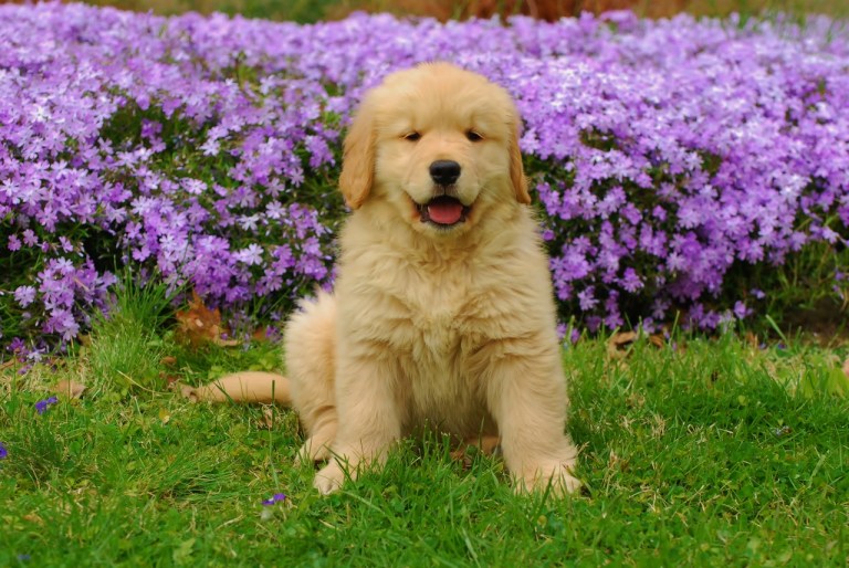 ¿Cuántos años vive un perro? Estos son algunos datos sobre tu mascota