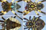 La nueva especie de araña que hallaron en las montañas de Colombia