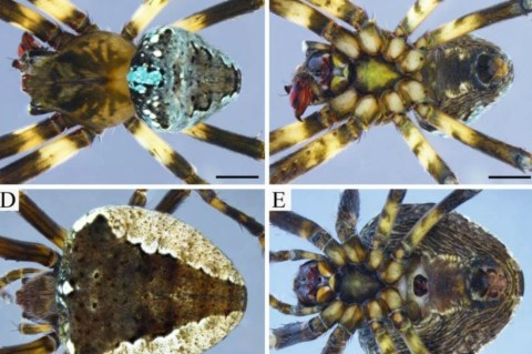 La nueva especie de araña que hallaron en las montañas de Colombia