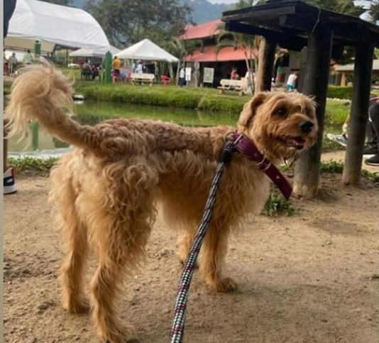 Perrita café observa a su dueña.