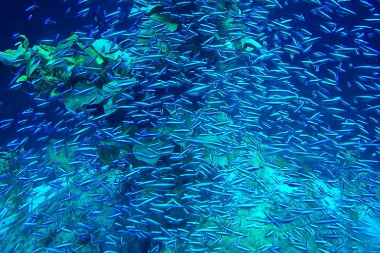 Para el año 2100 los animales marinos podrían reducirse 17%