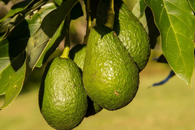 La pepa de aguacate tiene más de 700 usos