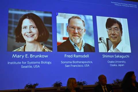 Descubrir a los “guardianes” del sistema inmune, la razón del Premio Nobel de Medicina