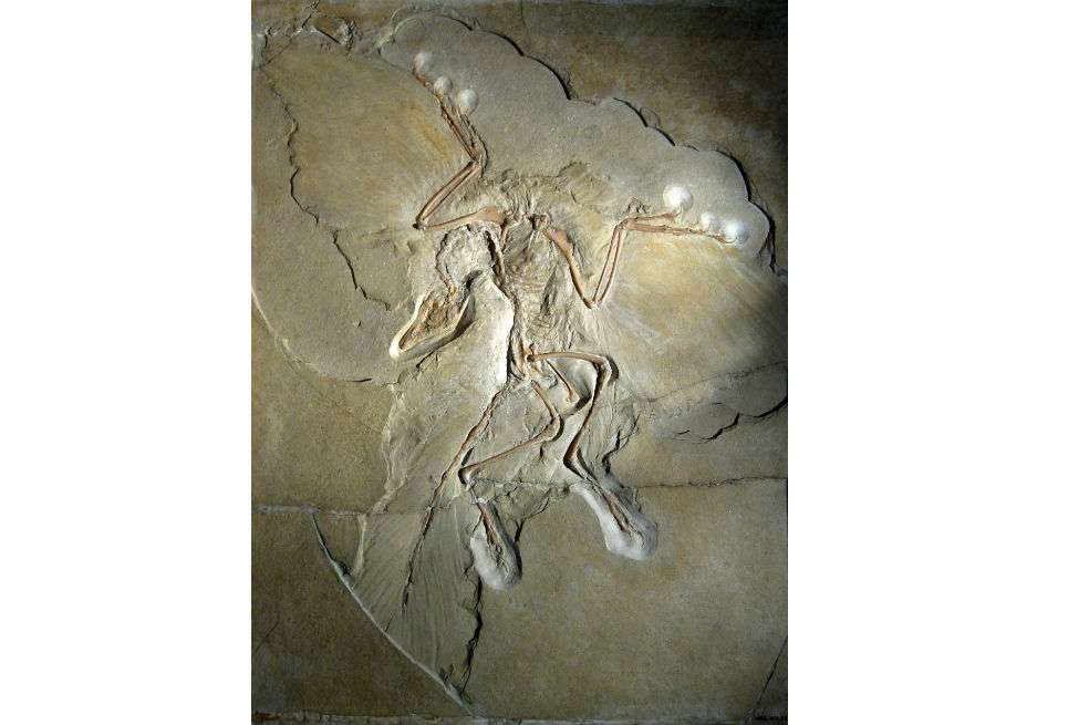 Archaeopteryx lithographica, specimen expuesto en el Museo. / Archaeopteryx lithographica, specimen expuesto en el Museo.