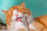 ¿Por qué los gatos se lamen después de comer?