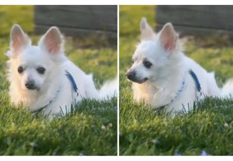 Iban a sacrificar a un perro sano de 11 años: el motivo causó indignación en redes sociales