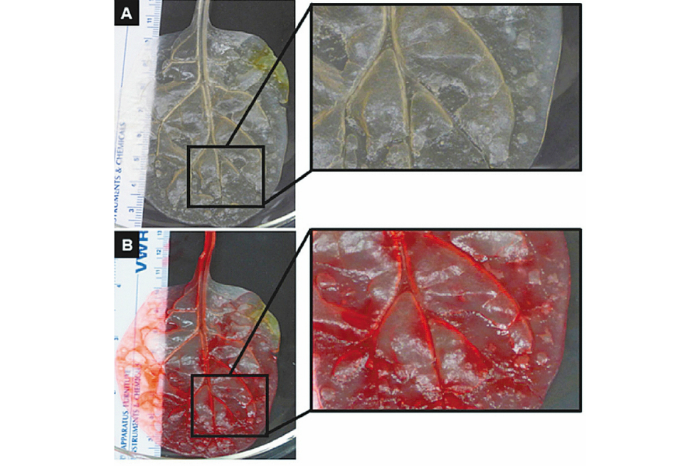 Los conductos de la planta harían las veces de una arteria humana. / Elsevier