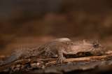 Registran el lagarto más pequeño del mundo en el parque Tayrona