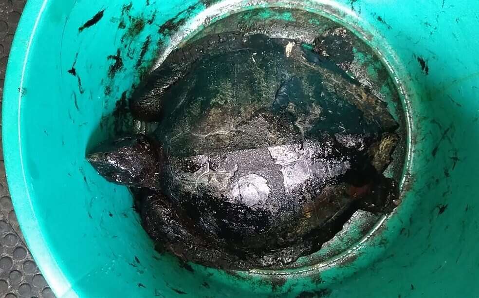 Tortugas y aves han sido las principales afectadas por el derrame de crudo. / AFP