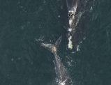Investigan muerte de ballena franca en Estados Unidos