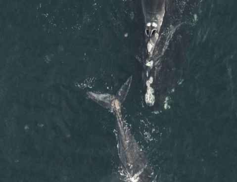 Investigan muerte de ballena franca en Estados Unidos