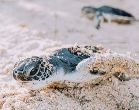 La fundación que rescata, recupera y protege a las tortugas marinas en Colombia