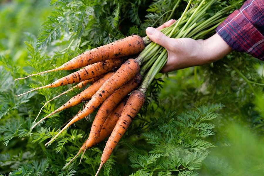 La zanahoria es uno de los cinco mejores cultivos que puede sembrar en abril, según el experto. Es un cultivo de raíz que se desarrolla bien en suelos sueltos y profundos