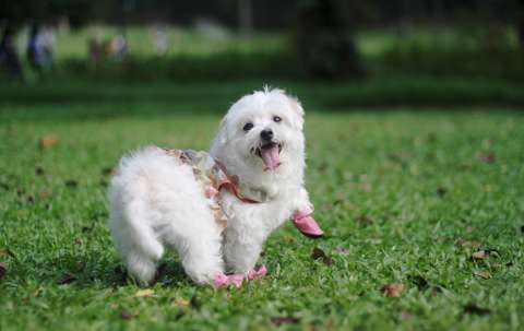 (Video) Por estas razones no deben ponerles zapatos a sus perros
