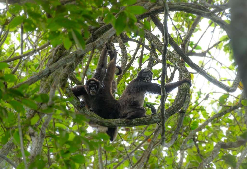 Los monos araña (Ateles hybridus) son unos de los 25 primates más amenazados en todo el mundo y el más amenazado en nuestro país.