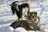 Un tigre se hace amigo de una cabra en zoológico de Rusia