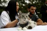 Por primera vez, implantan un marcapasos a un gato en Colombia