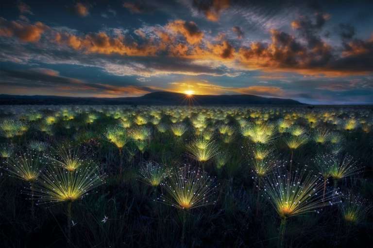 Categoría Plantas y hongos:
El ganador fue Marcio Esteves Cabral, de Brasil.
"Capté la armonía entre el cielo intenso y estas plantas únicas a contraluz. Estas raras flores son parte del bioma del Cerrado, que está en riesgo de deforestación", explica el fotógrafo.