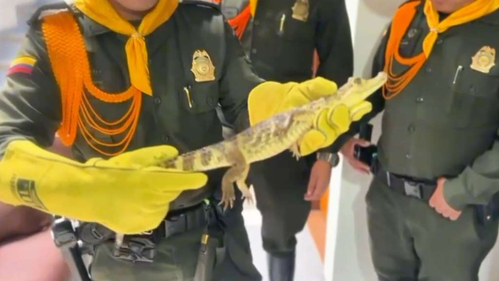 También rescataron a dos aves silvestres que se encontraban heridas.