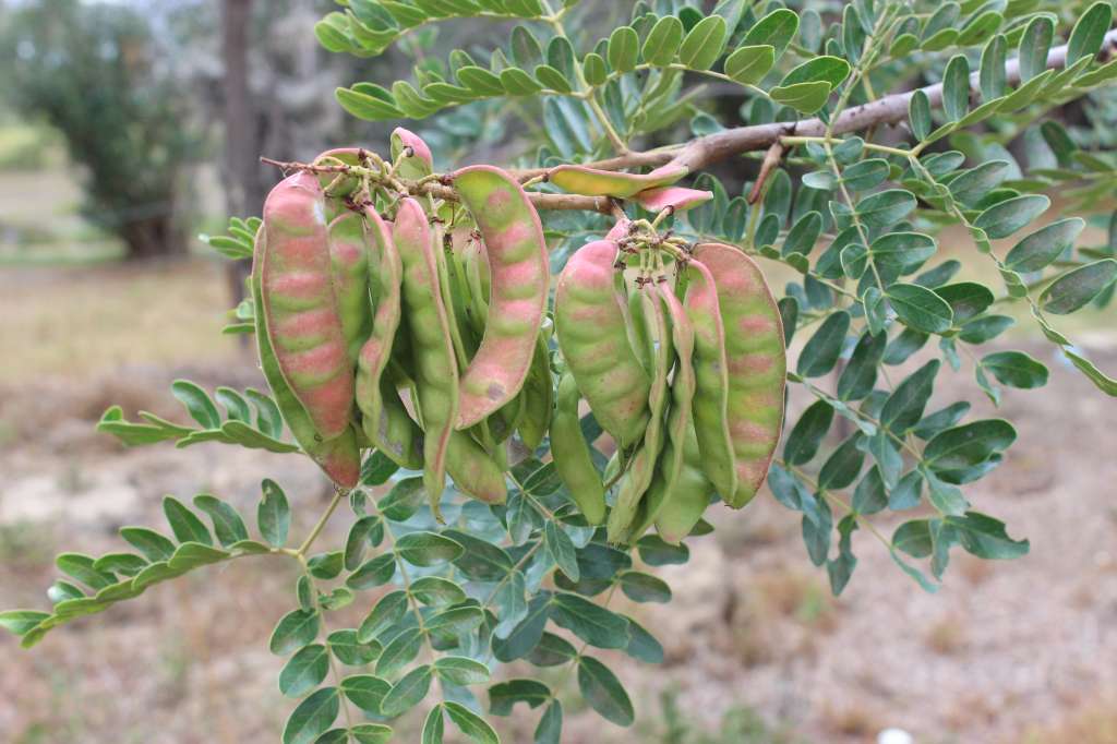 Siembra árbol nativo dividivi.
