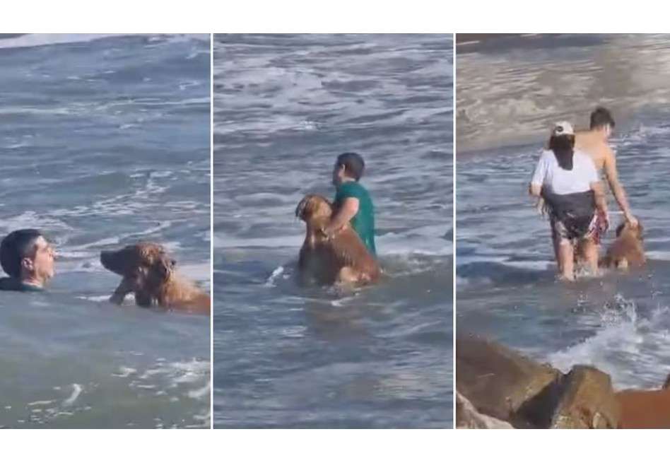 A pesar de que se trata de una raza asociada a la natación, una corriente inesperada alejó al animal de la costa, dificultando su regreso.