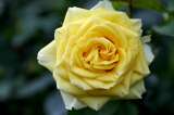 ¿Cómo hacer que sus rosas florezcan rápido? Estos son algunos consejos